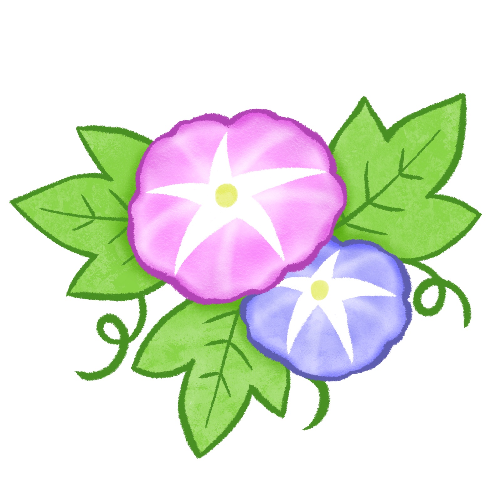 朝顔のイラスト