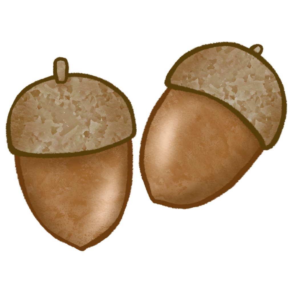 どんぐりのイラスト