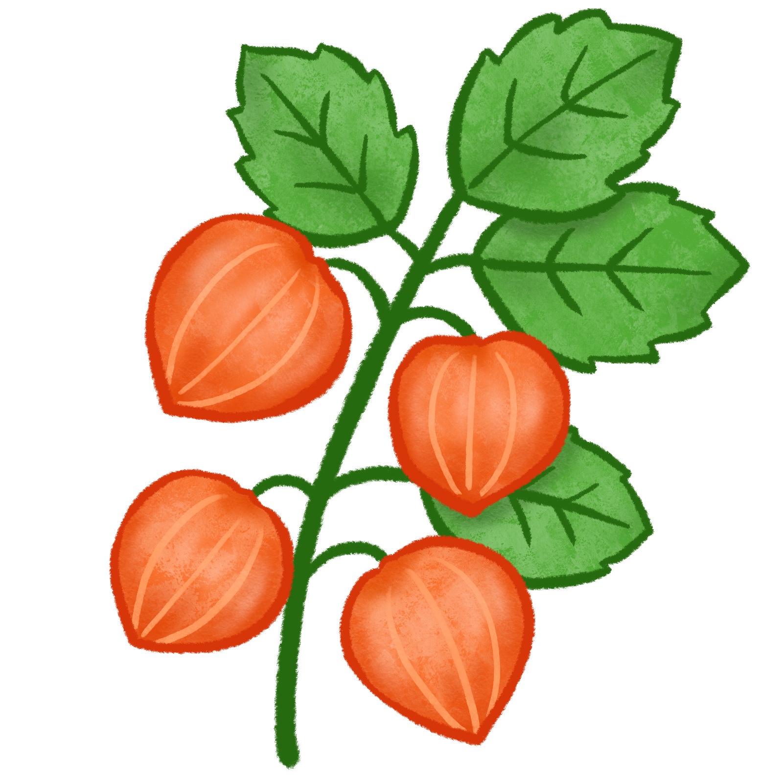 ほおずきのイラスト