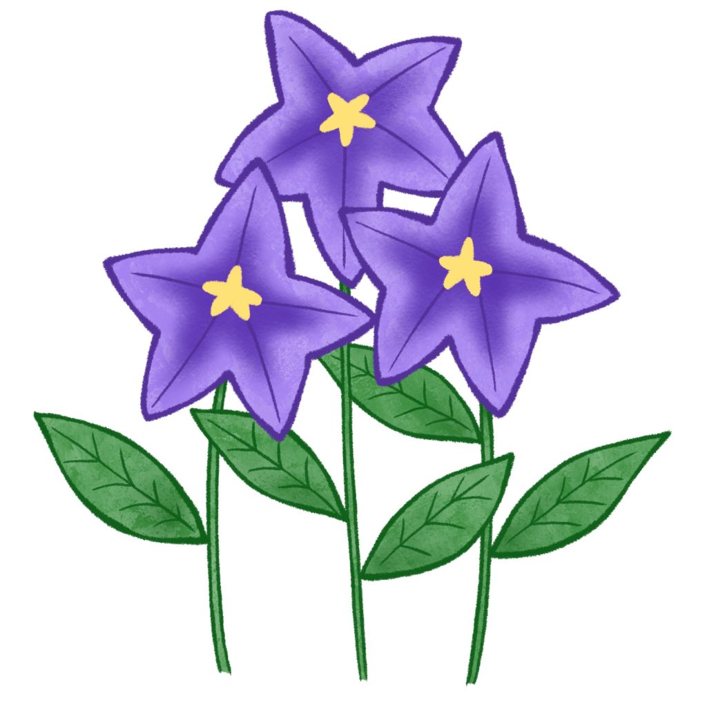 桔梗のイラスト