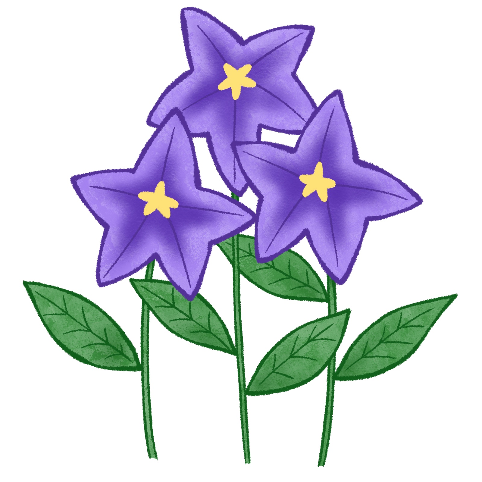 桔梗のイラスト