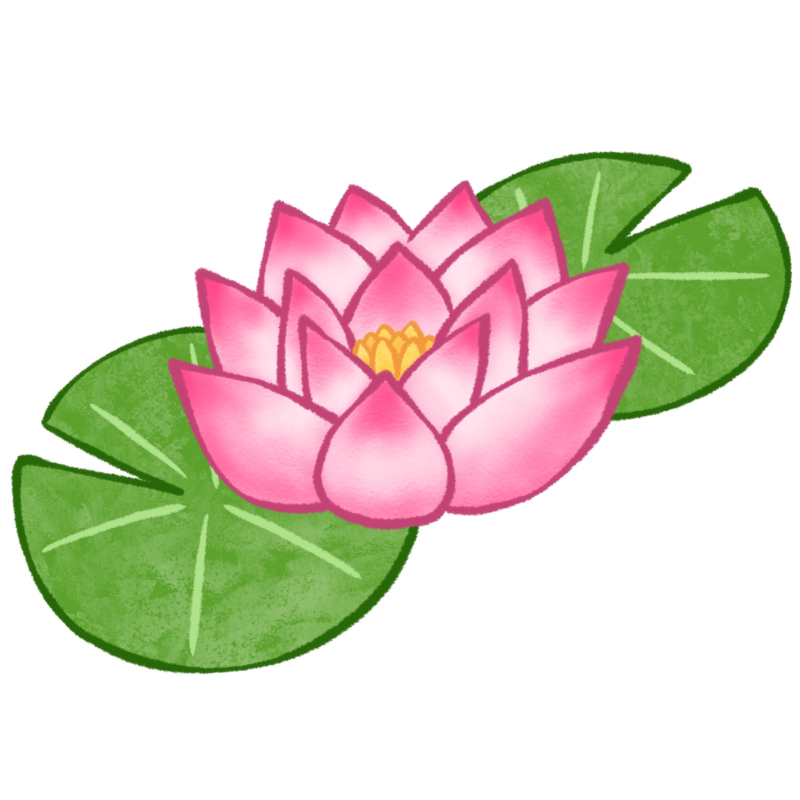蓮のイラスト