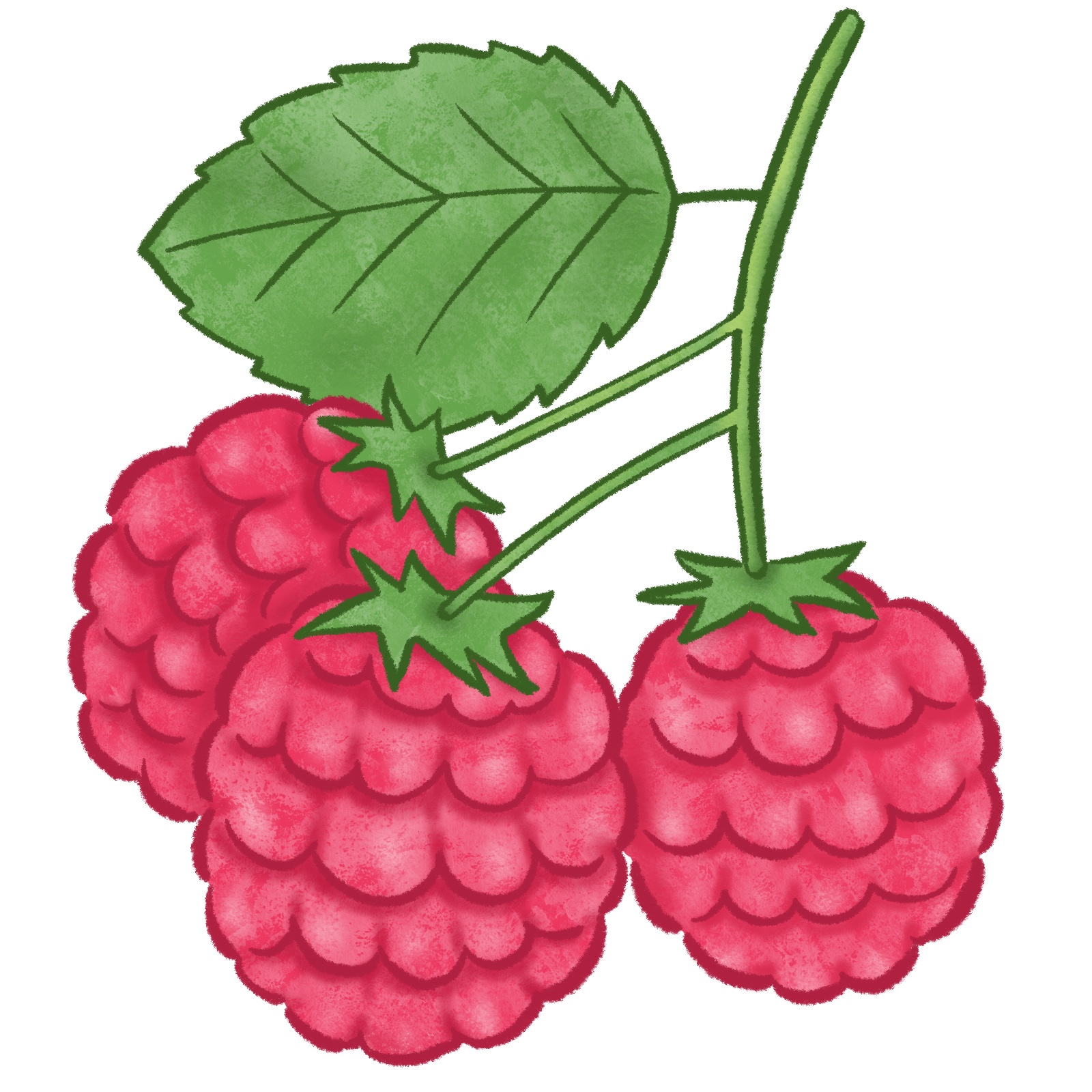 ラズベリー（木苺）のイラスト