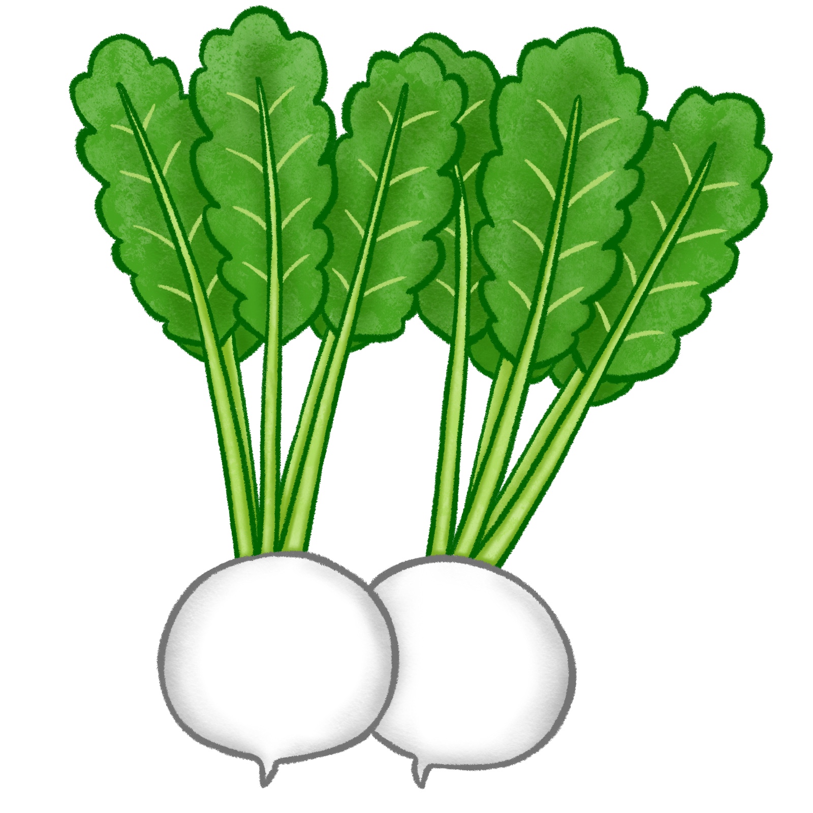 かぶのイラスト