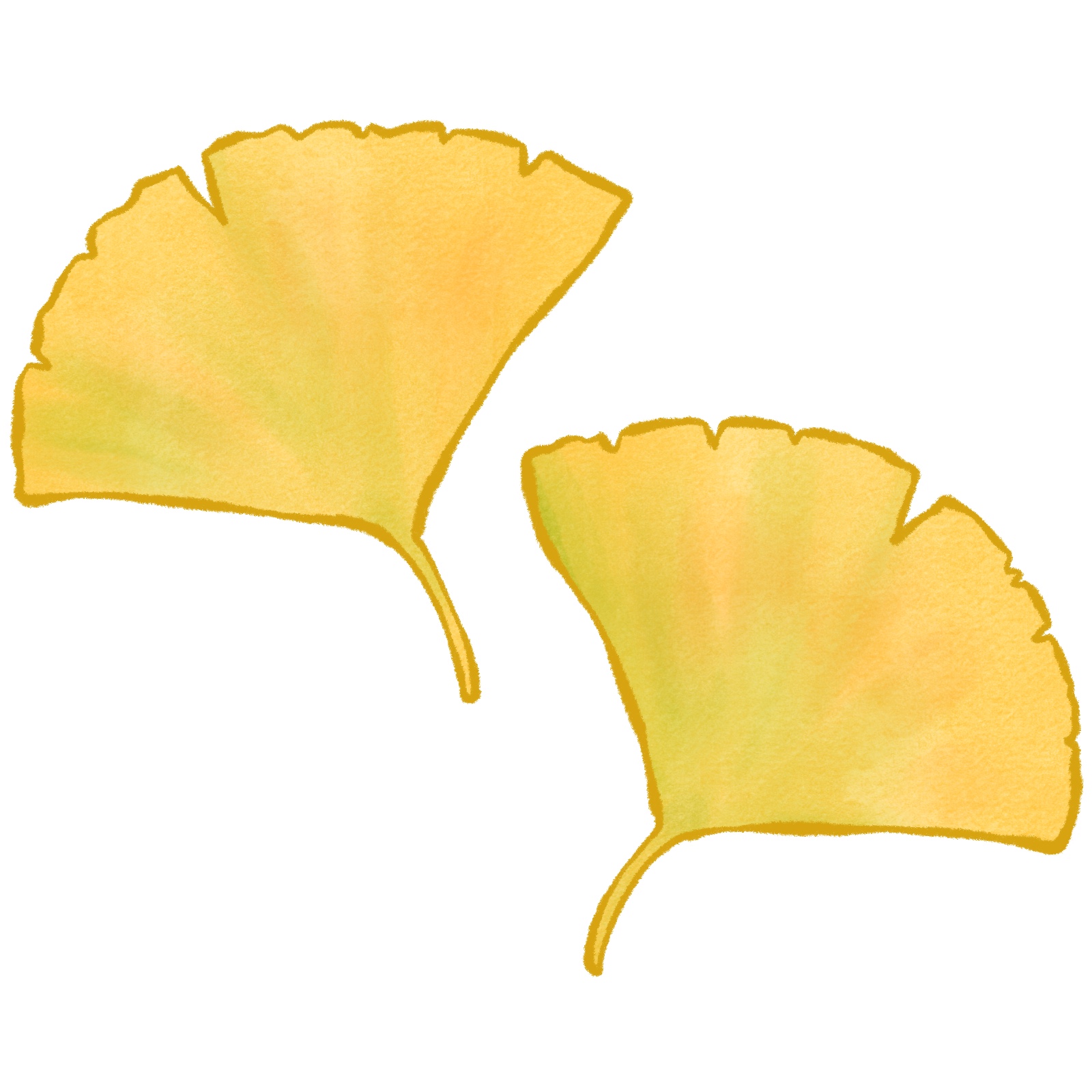 イチョウのイラスト